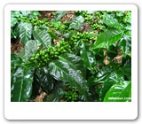 coffee plantation