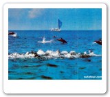 dolphin at lovina