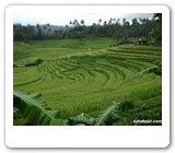 pupuan rice terrace