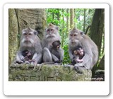 ubud monkey forest