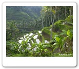 ubud rice terrace