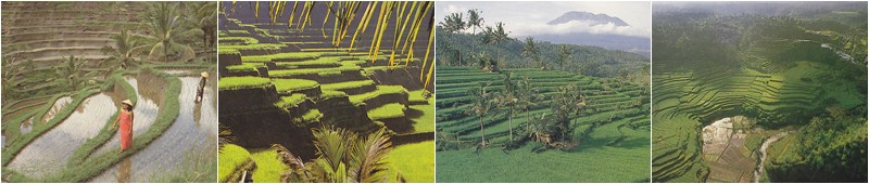 bali tours